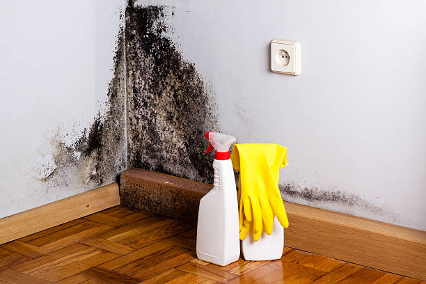 Best Mold Remediation for Healthcare Facilities  in Big Timber, MT